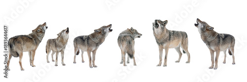 Obraz na plátně panorama howling wolfs isolated on white background