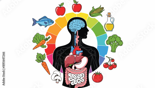 The human silhouette with a brain and internal organs surrounded by a rainbow of food items and healthy symbols for nutrition kDBkc concept