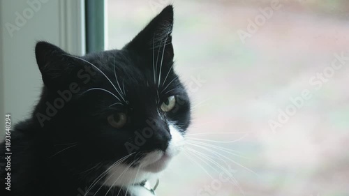 Cat sitting by window looking outside wanting walk. Domestic feline resting near window watching outdoors dreaming about walk. Home pet staying at window observing outside longing for care