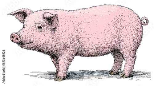 Detailed vintage illustration of a pink domestic pig standing, a common farm animal and livestock hog.
