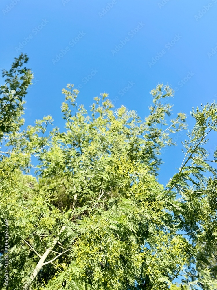 Fototapeta premium Yellow Mimosa Acacia Flowers with Green Fern Leaves Against Clear Blue Sky