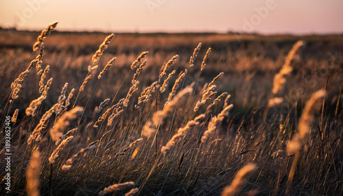 Golden hour light illuminates a field of tall dry grass at sunset, creating a warm and serene natural landscape.