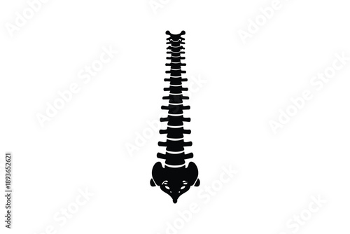 Human spine anatomy silhouette icon representation of vertebral column and pelvis for medical healthcare concepts