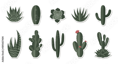 Collection of various stylized desert succulents and cacti with a simple, modern flat design style