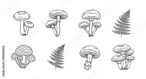 Set of hand-drawn mushroom and fern illustrations in black and white line art style