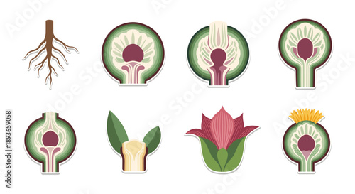 Botanical illustration of plant anatomy: roots, stem cross-sections, bud, and flower