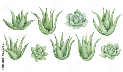 Hand Painted Watercolor Aloe Cactus Vector Set for Botanical Design