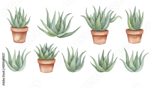 Botanical Watercolor Aloe Cactus Vector Set for Succulent Projects