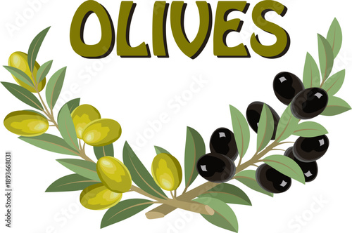 Branches with green and black olives.Colored vector illustration with black and green olives on a transparent background.