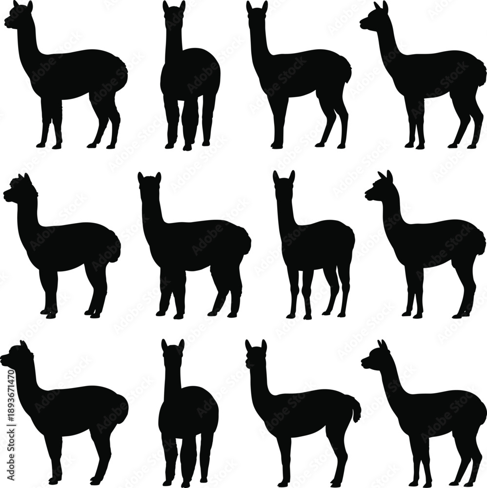 Obraz premium Llama silhouette, animal pose, standing figure, farm icon, wooly shape, posture grid, flat vector illustration