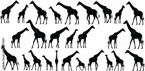 Giraffe silhouette collection African wildlife animal set safari nature standing walking poses isolated white background graphic flat vector illustration