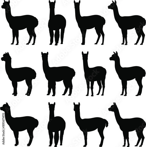 Llama silhouette, animal pose, standing figure, farm icon, wooly shape, posture grid, flat vector illustration
