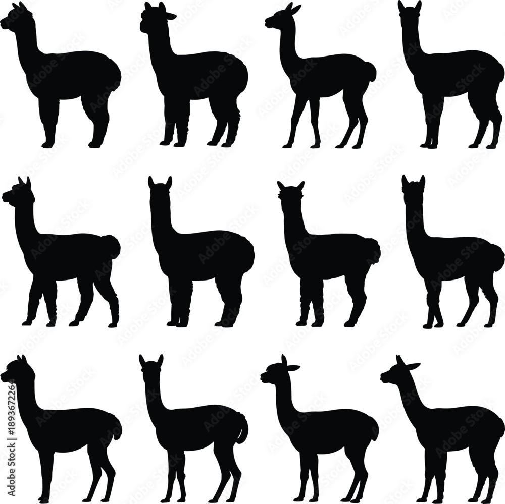 Obraz premium Llama silhouette, animal pose, standing figure, wooly shape, farm icon, posture grid, flat vector illustration