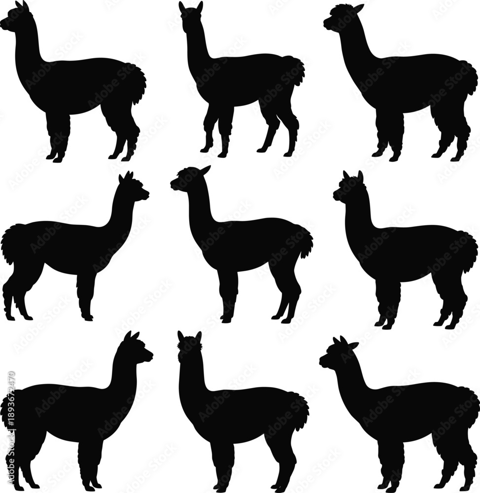 Fototapeta premium Alpaca silhouette, animal pose, standing figure, farm icon, wooly shape, posture grid, flat vector illustration