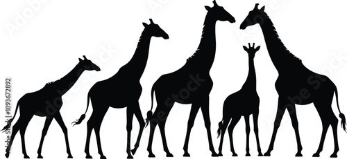 Giraffe family silhouette set flat vector illustration, black giraffe animal icons isolated on white background, wildlife safari mammal collectionGiraffe family silhouette 