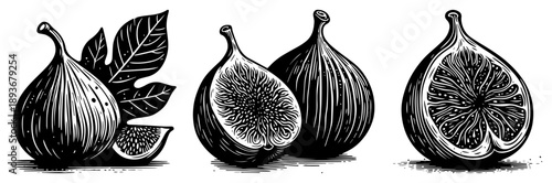 Vintage woodcut illustration of fresh fig fruits and green leaves