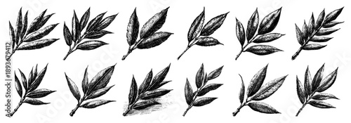 Collection of hand drawn olive branches and leaves in vintage engraving style