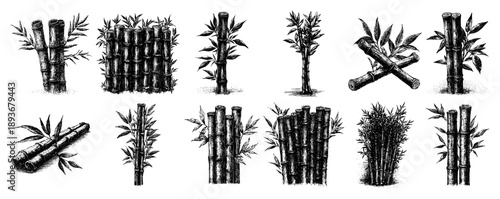 Set of bamboo stalks and leaves detailed in vintage woodcut style