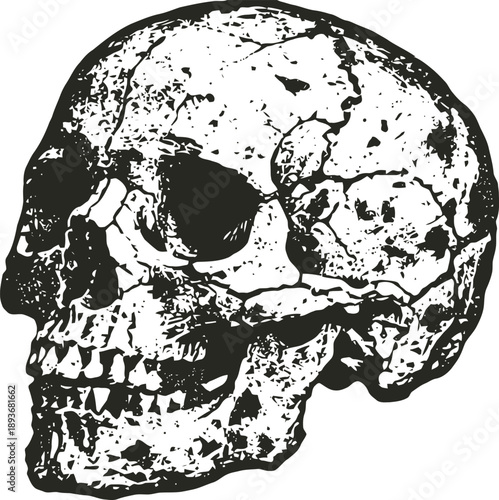 Detailed black and white vintage skull illustration, human cranium side view with textured shading and cracks