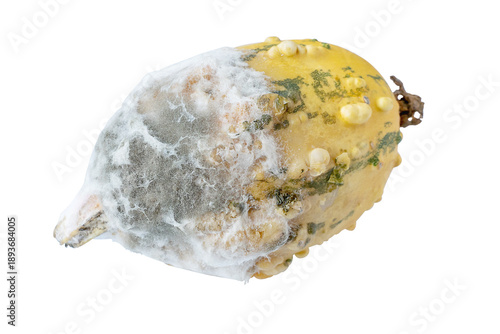 Cut the rotten pumpkin. A harvest with mold, a product spoiled by mold, a rotting pumpkin. Isolated on white
