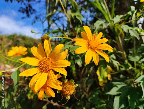 yellow flowers in the garden