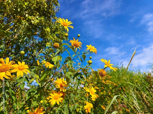 yellow flowers and blue sky