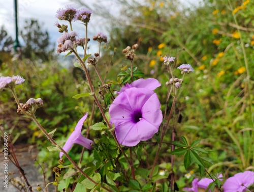 purple flowers in the field