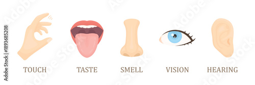 Five Senses Vector Illustration, Human Sensory Organs, Perception and Awareness Concept