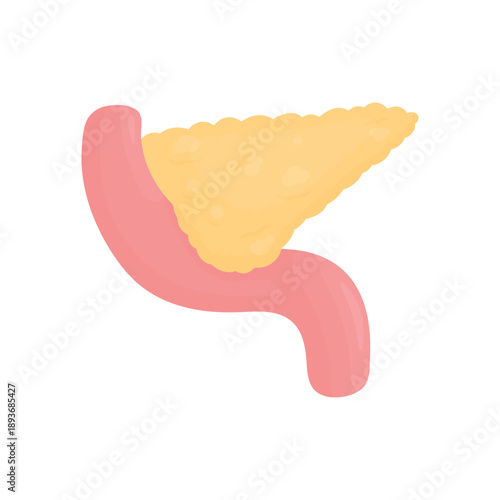 Pancreas vector illustration, human digestive organ, endocrine system, medical and healthcare concept