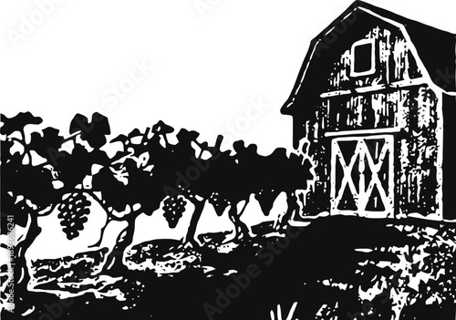Rustic vineyard with grapevines and barn in countryside agricultural landscape