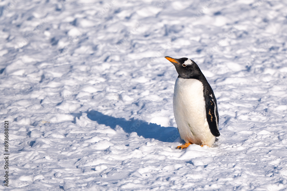 Obraz premium Gentoo Penguin in Snowy Antarctic Environment