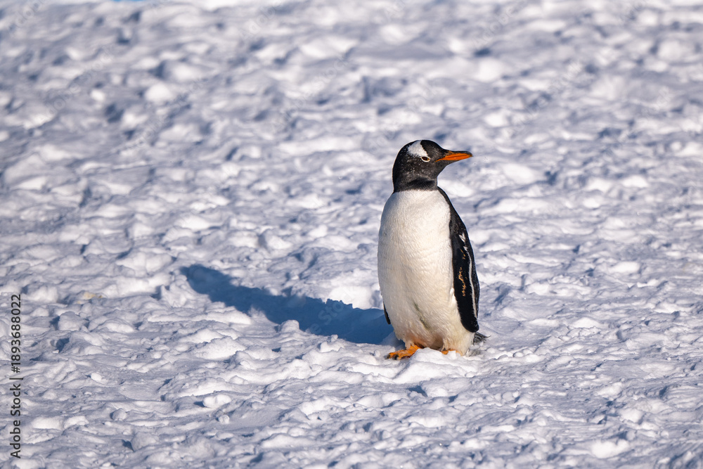 Fototapeta premium Gentoo Penguin Standing on Snow in Antarctica