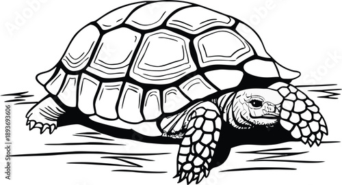 turtle detailed silhouette vector illustration
