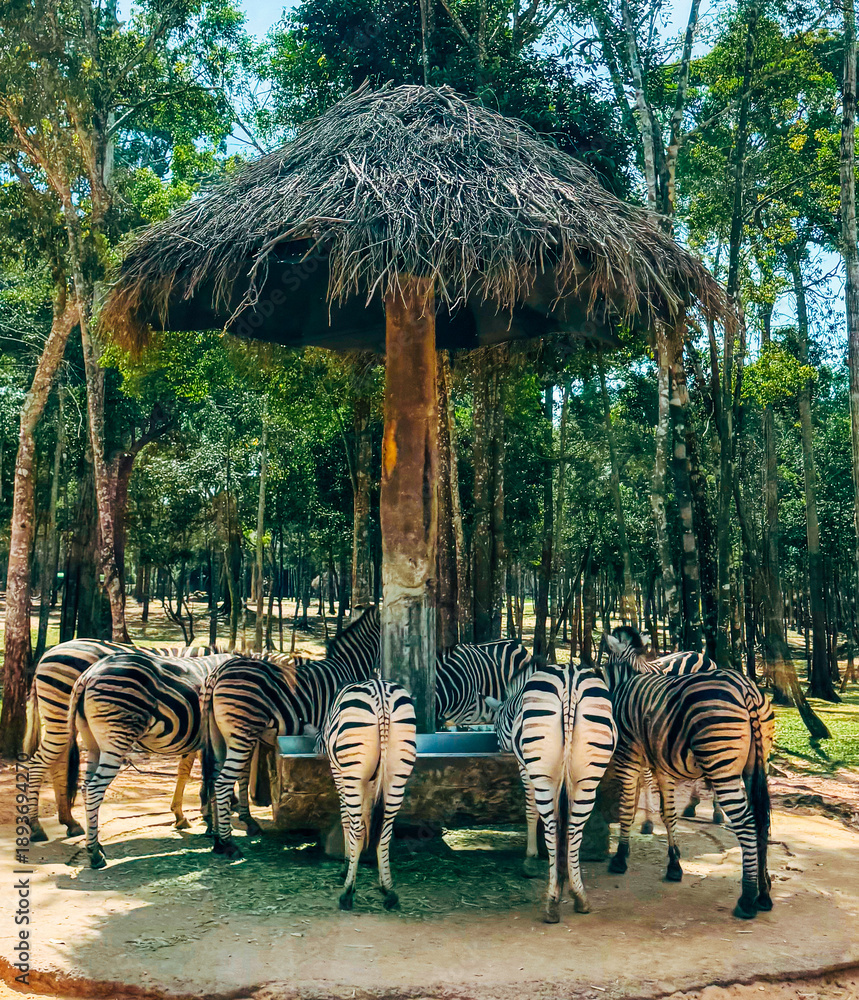 Fototapeta premium Herd of Zebras (Equus quagga) Eating from a Trough under a Thatched Roof Shelter in a Tropical Safari Park