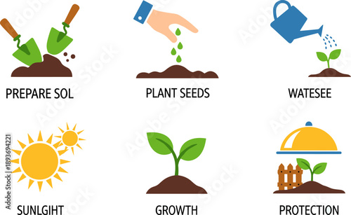 Gardening steps: preparing soil, planting seeds, watering, sunlight, growth, and protection