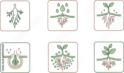 Plant root system growth and nutrient absorption process icons