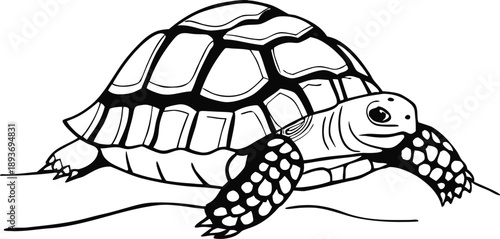 turtle outline silhouette vector illustration
