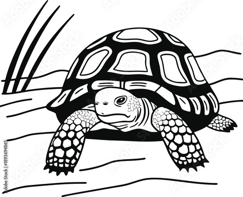 turtle animal silhouette vector illustration
