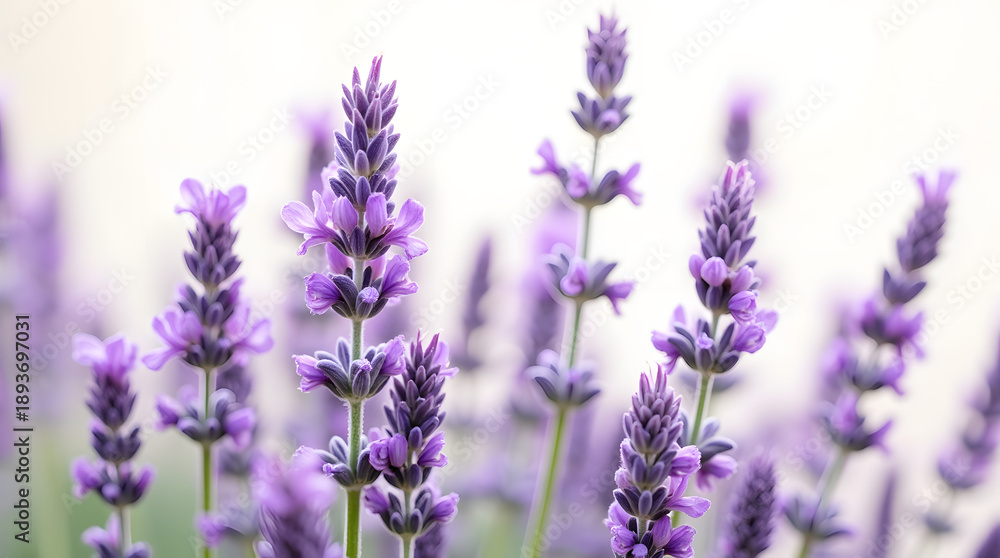Obraz premium Close-up of vibrant purple lavender flowers, showcasing delicate petals and rich color against a soft background.
