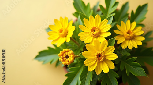 Vibrant yellow daisies blooming in a pot against a soft yellow background, exuding warmth and cheer.
