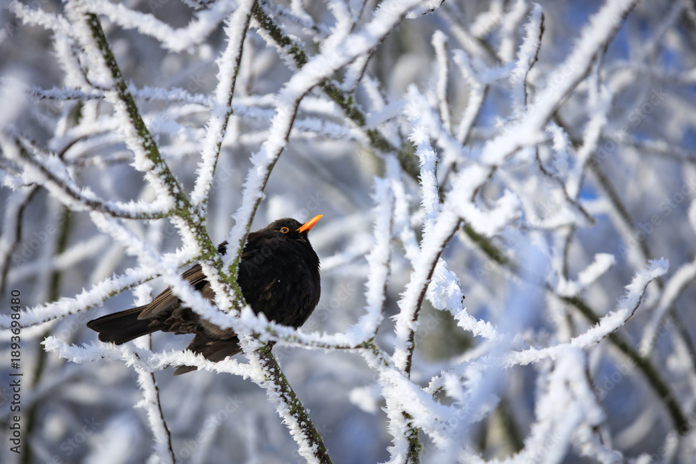 Fototapeta premium Common Blackbird perched on a frosty tree branch at winter.