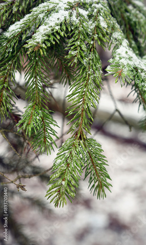 Conceptual image of winter arrival showing fresh snow on spruce foliage. Ideal for seasonal change and weather-related commercial content.