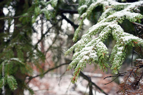 High-quality shot of a snowy pine branch with a blurred winter forest background. Great for luxury seasonal branding and nature layouts.