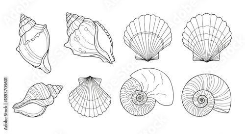 Black and White Outline Vector Set of Various Seashells