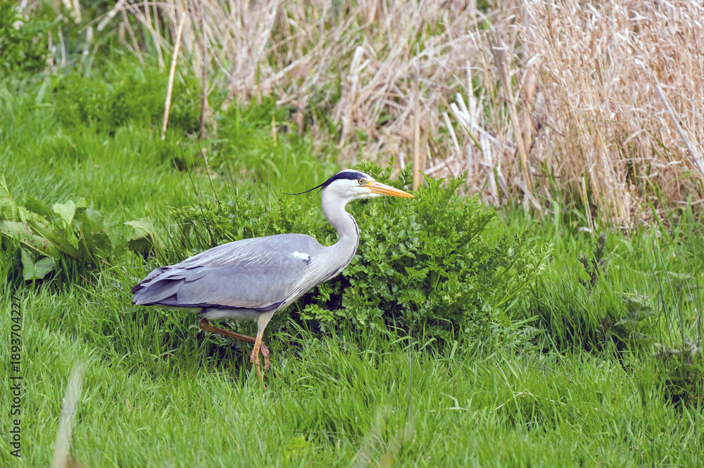 Fototapeta premium Grey heron standing on tne banks of a lake.