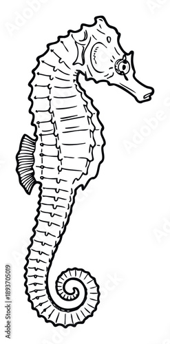 Hand drawn outline of a majestic seahorse with a detailed body and curled tail, perfect for marine life educational resources, aquatic themed designs, and ocean conservation awareness