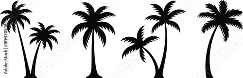 palm tree silhouette, tropical plant, black and white, beach tree, nature sketch, silhouette artwork, exotic 
