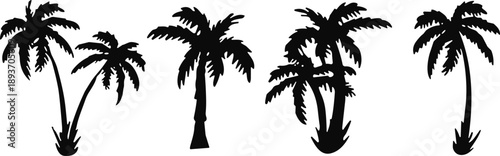 palm tree silhouette, tropical plant, black and white, botanical sketch, nature vector, tree variation, silhouette artwork, exotic foliage, beach tree, tropical 