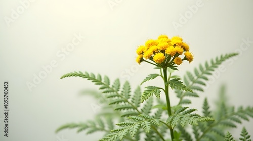 A close-up of a vibrant yellow flower cluster atop lush green fern-like leaves, creating a fresh and natural atmosphere.