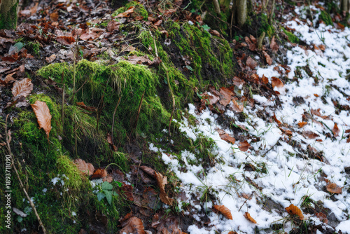 Forest edge transitioning from green moss and fallen leaves to snow-covered ground, detailed textures, natural color fade, environmental stock image